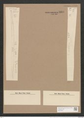 Synedra ulna var. splendens (Kuetz). Brun. (de-Toni-Nr.: Genus 66, Species 2584) Zeichnungen Sammlung Grunow Nr. 5231 (NHMW-BOT-W0373602)